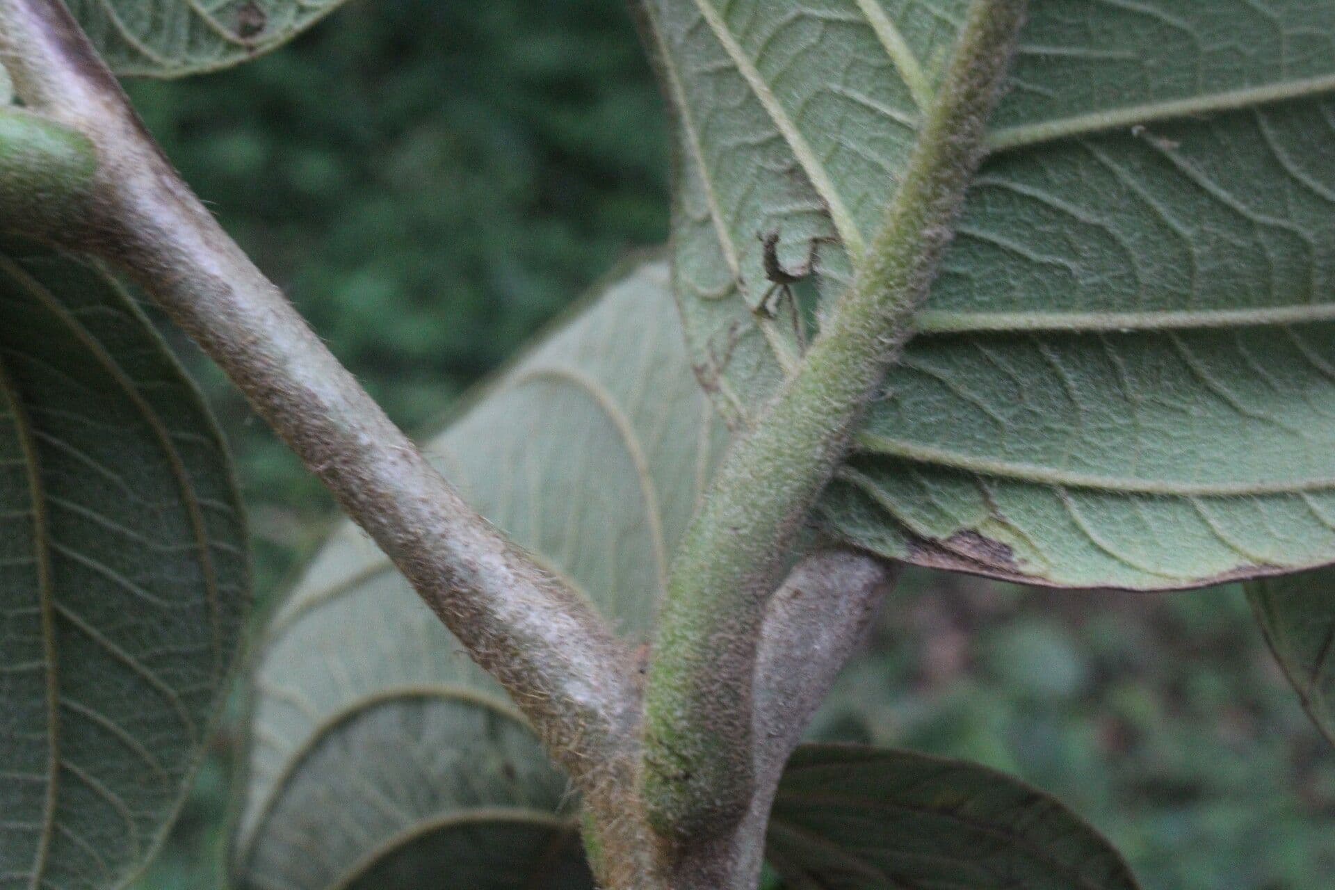 Cordia panamensis 17