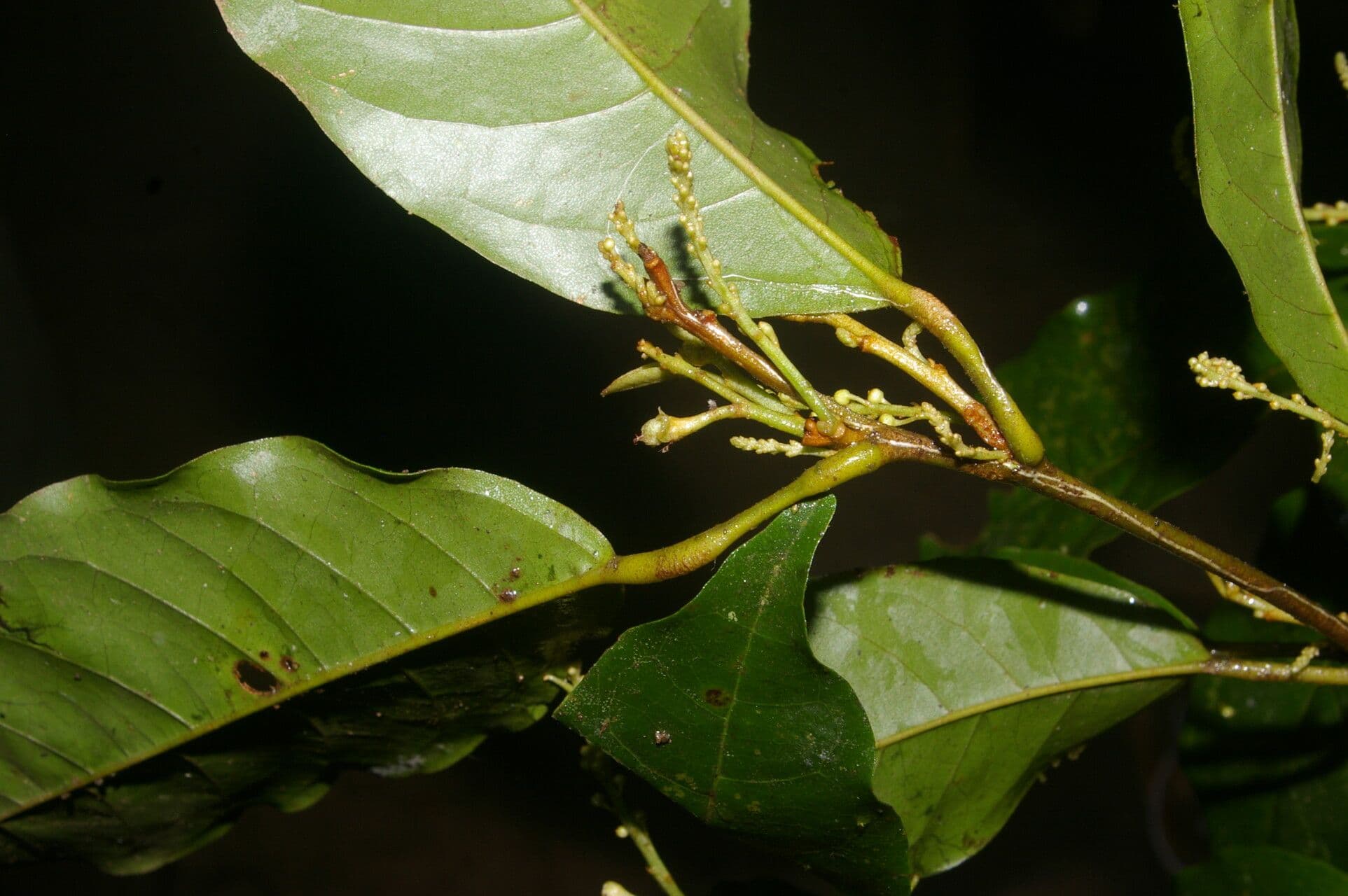 Croton 19