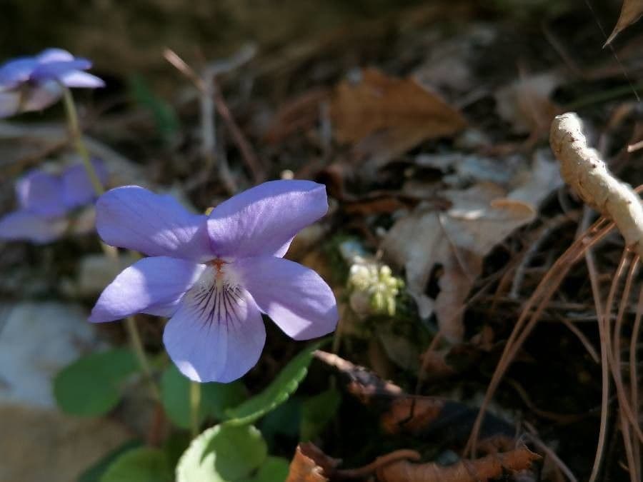 Zwergveilchen 6