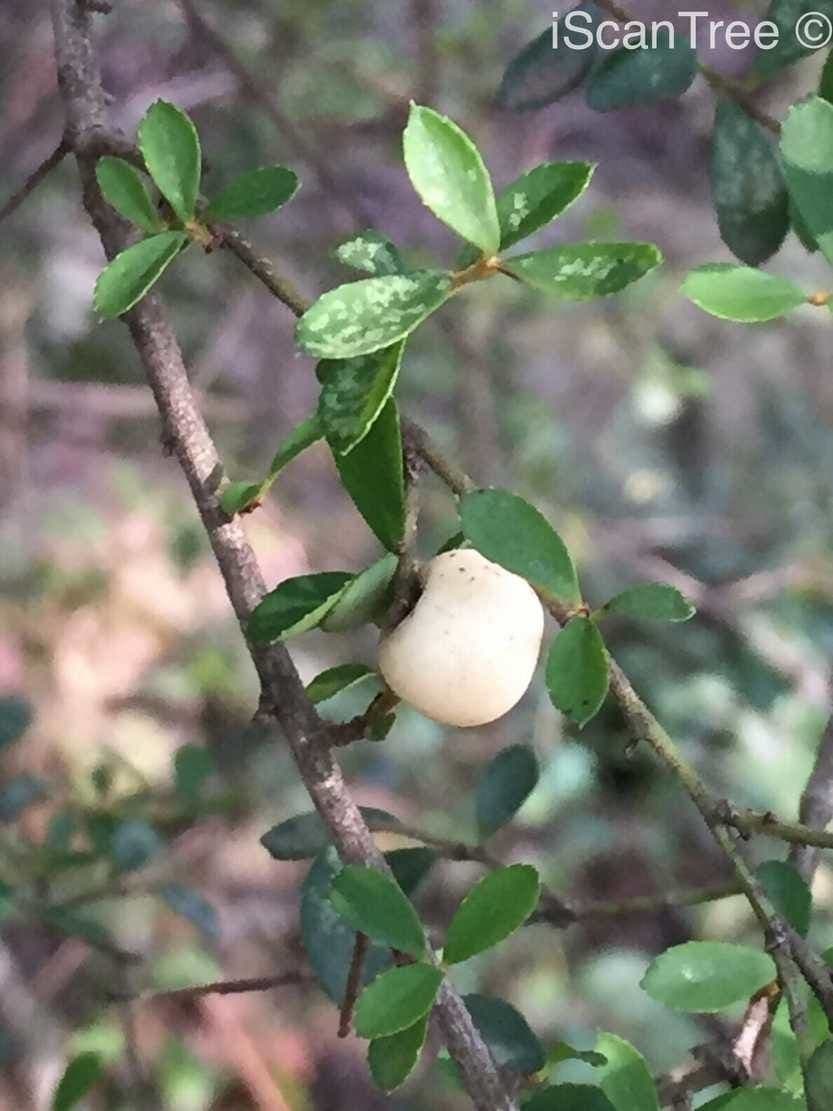 Myrsina africká 3