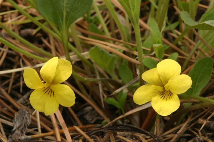 Viola di Baker 8