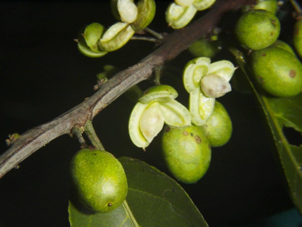 Laetia alta 4