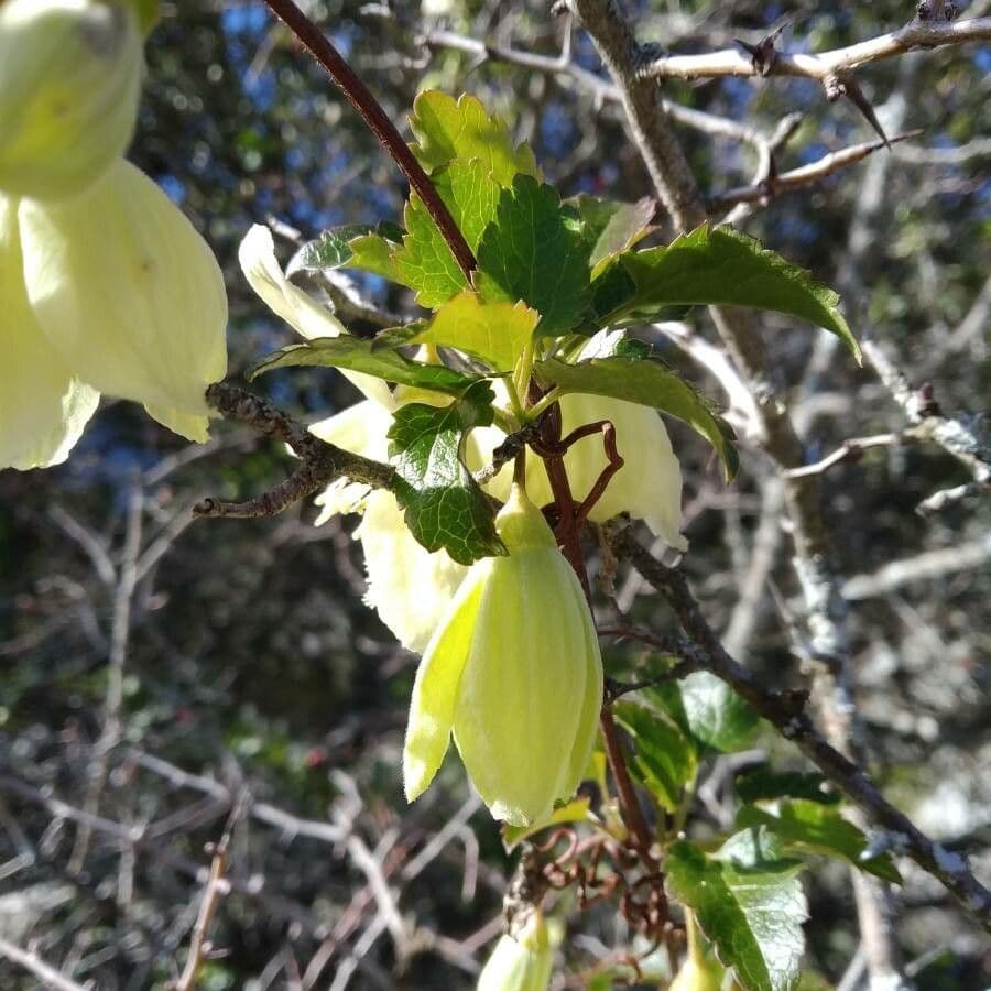 Clematis cirrhosa 7