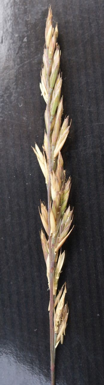Festuca armoricana 5