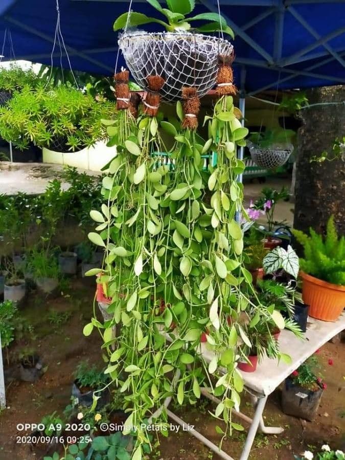 Dischidia 2