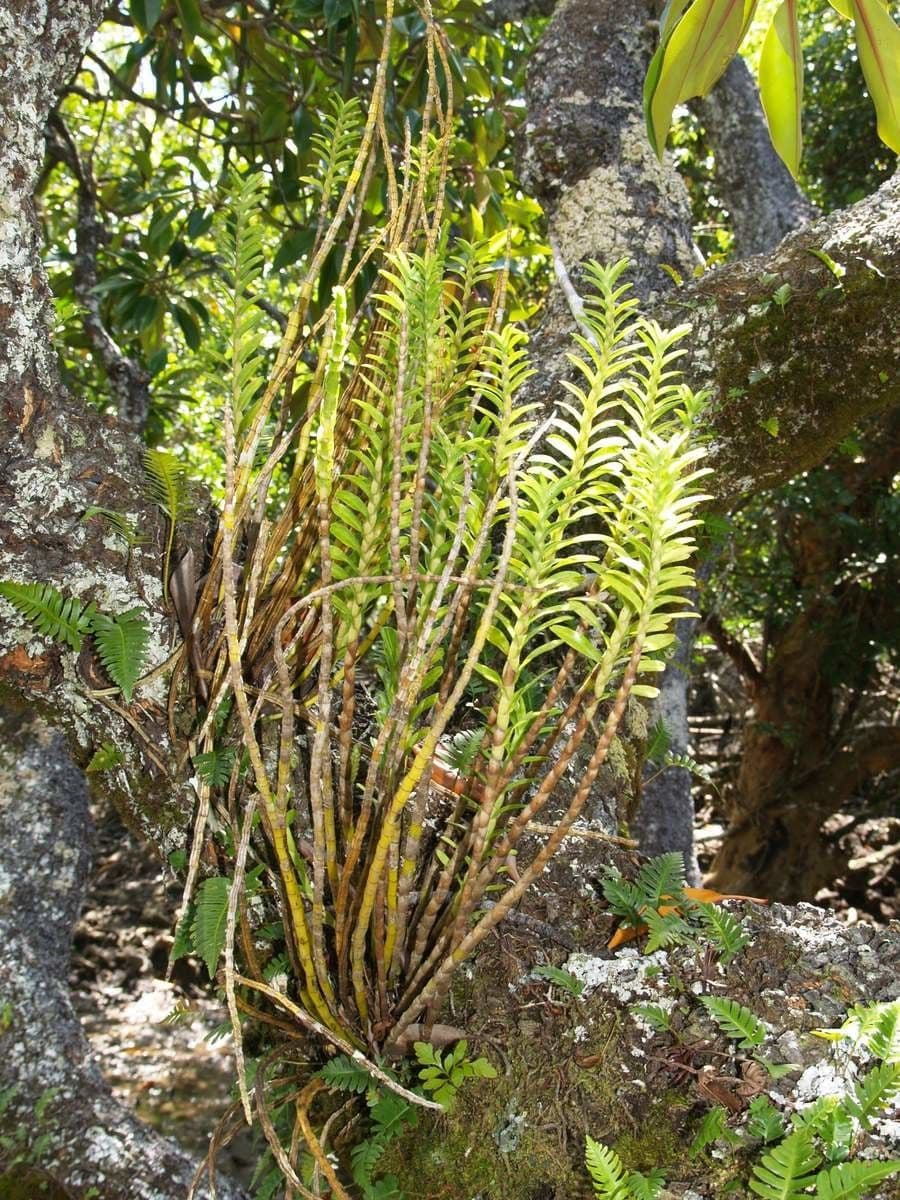 Dendrobium 10