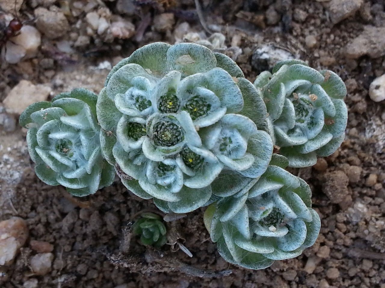 Filago tirrenico 3