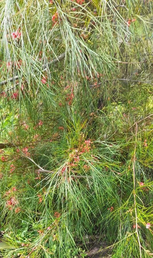 Grevillea Johnsonova 10
