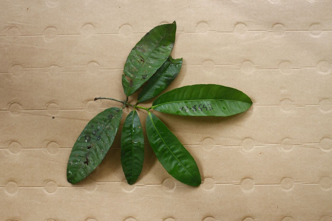 Bentham-Garcinia