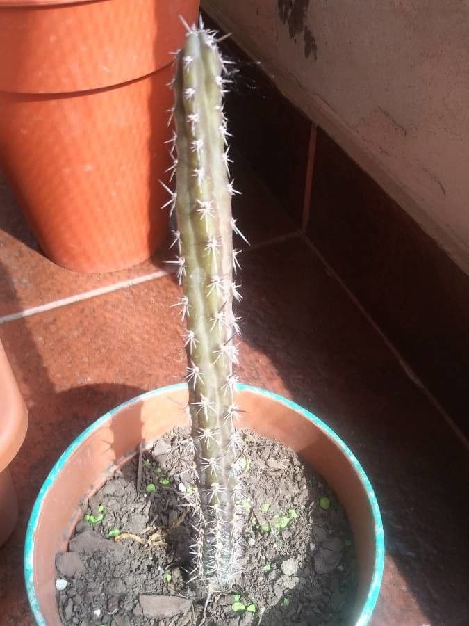 Dahlien-Igelkaktus 17