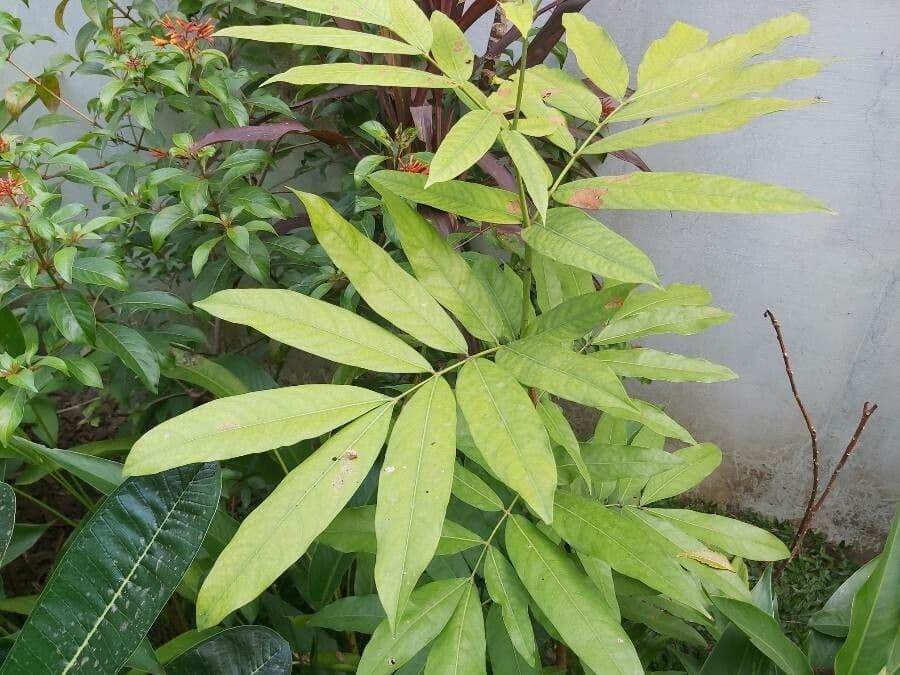 Saraca indica 14