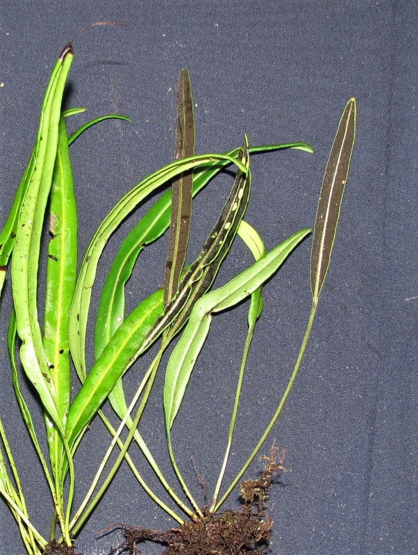 Elaphoglossum 2