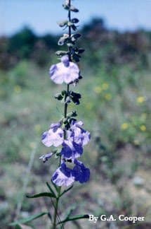 Salvia reflessa 4