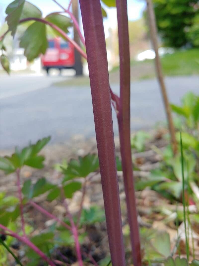Kanadische Akelei 24