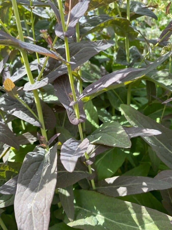 Peltaria 9