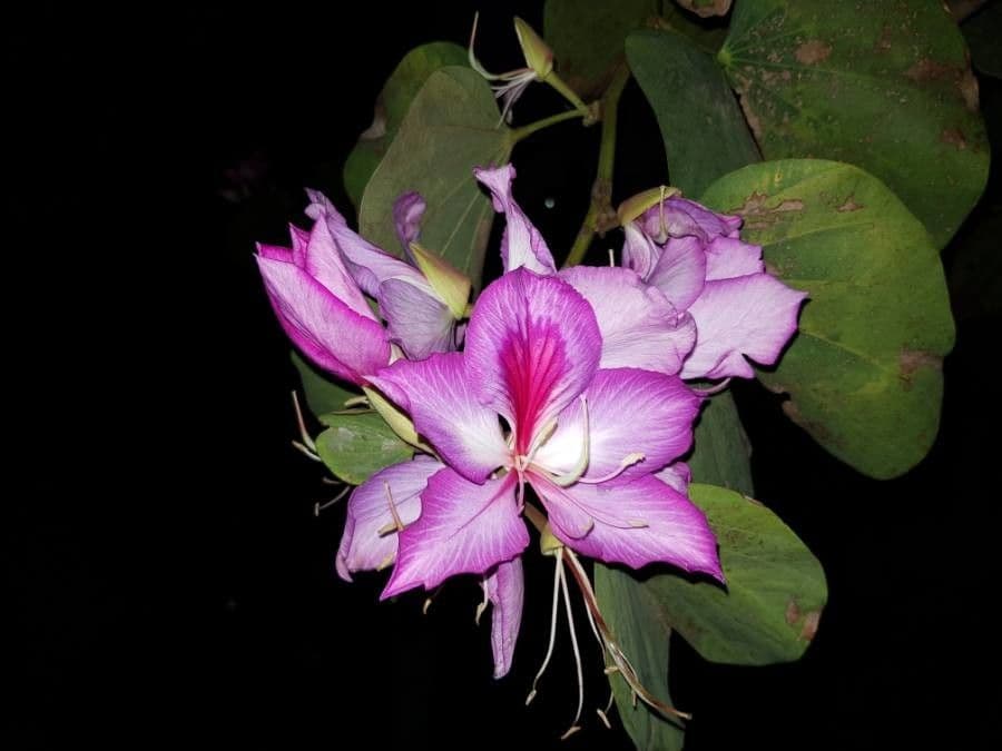 Bauhinia variegata 9