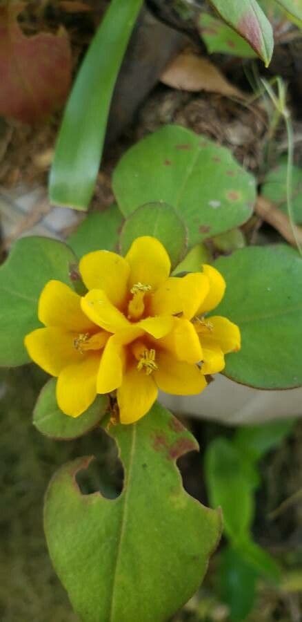 Lysimachia congestiflora 4