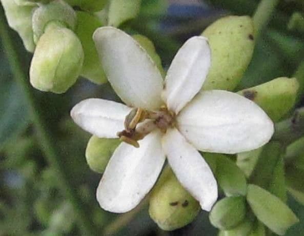 Hernandia 4