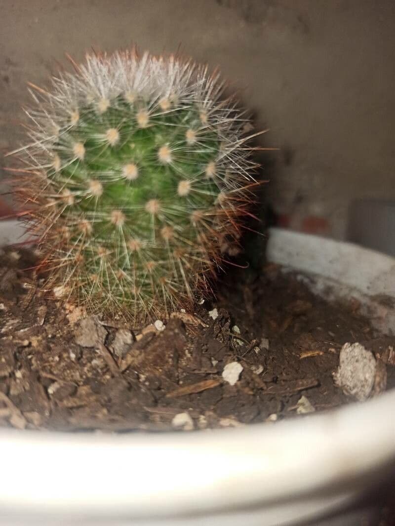Mammillaria 27