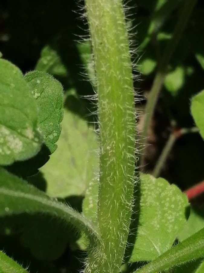 Erigeron floribundo 21
