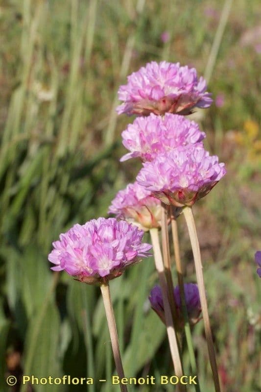 Armeria