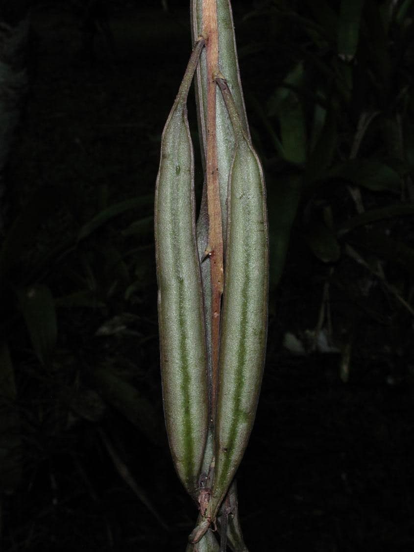 Gongora 4