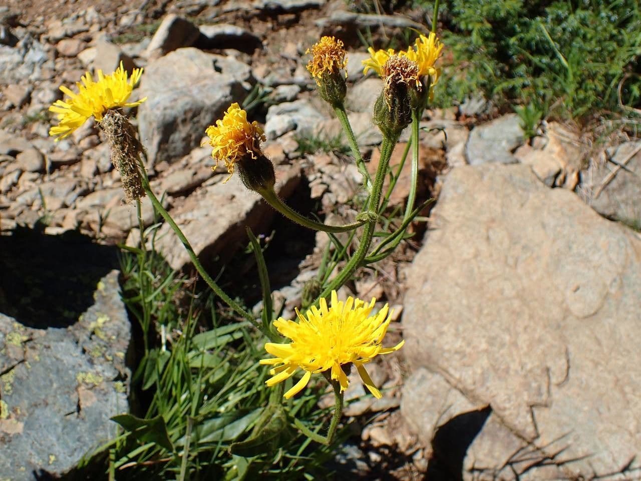 Crepis conyzifolia 11