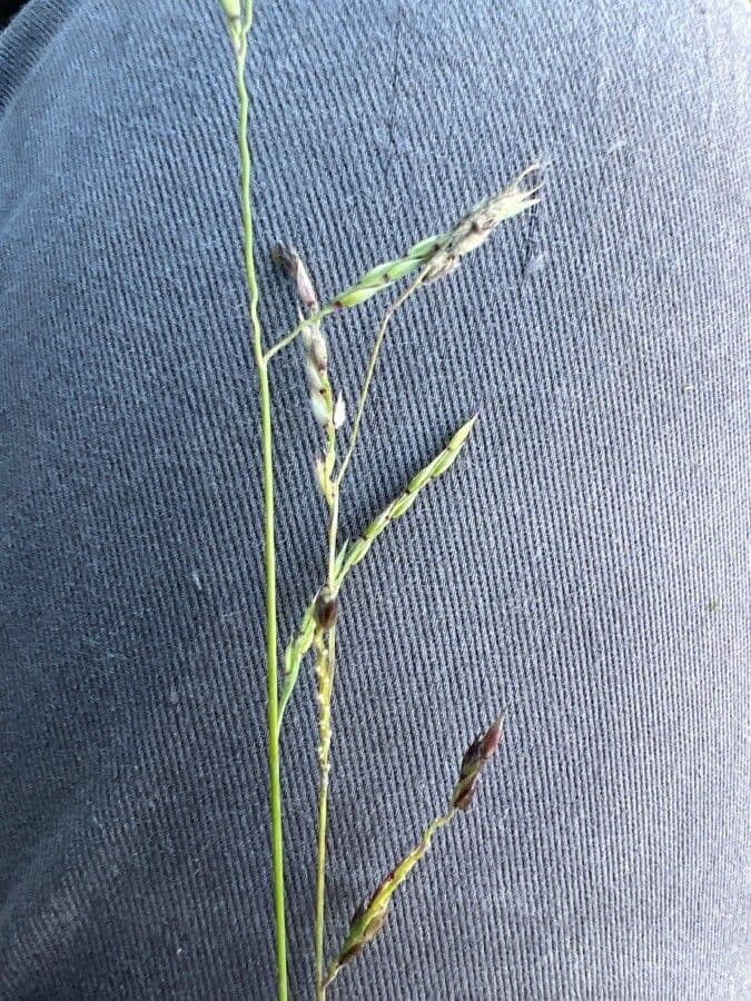 Erba caraibica