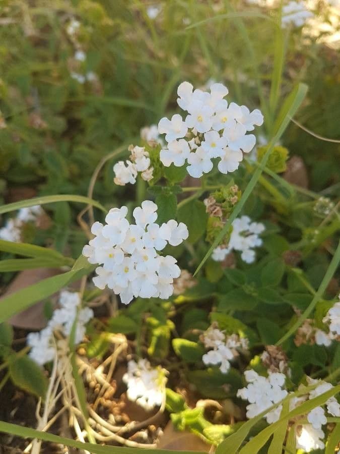 Lantana 5