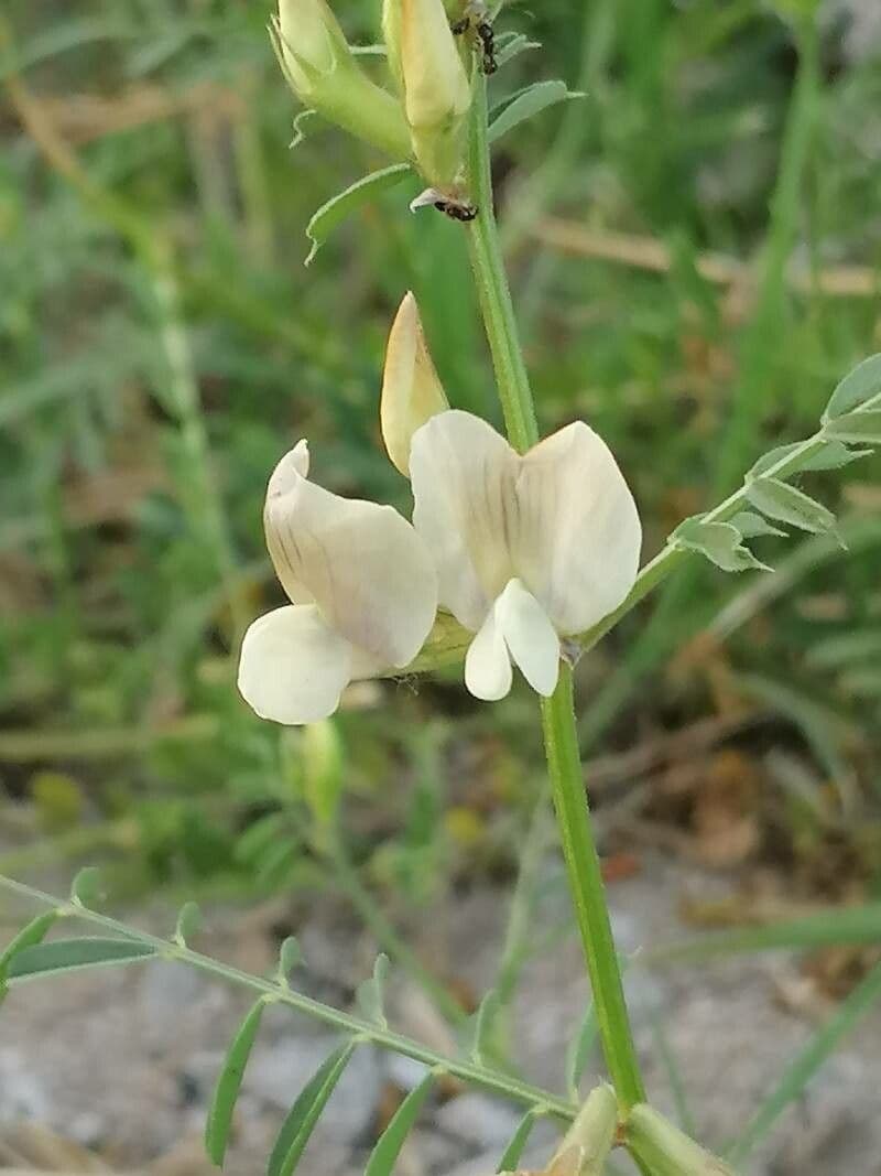 Vesce à grandes fleurs 6