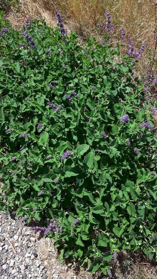 Salvia verticillata 12