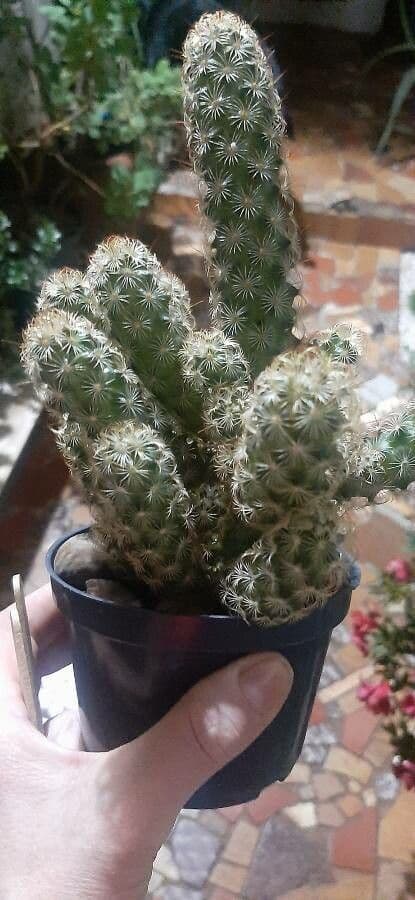 Cactus stella dorata 17