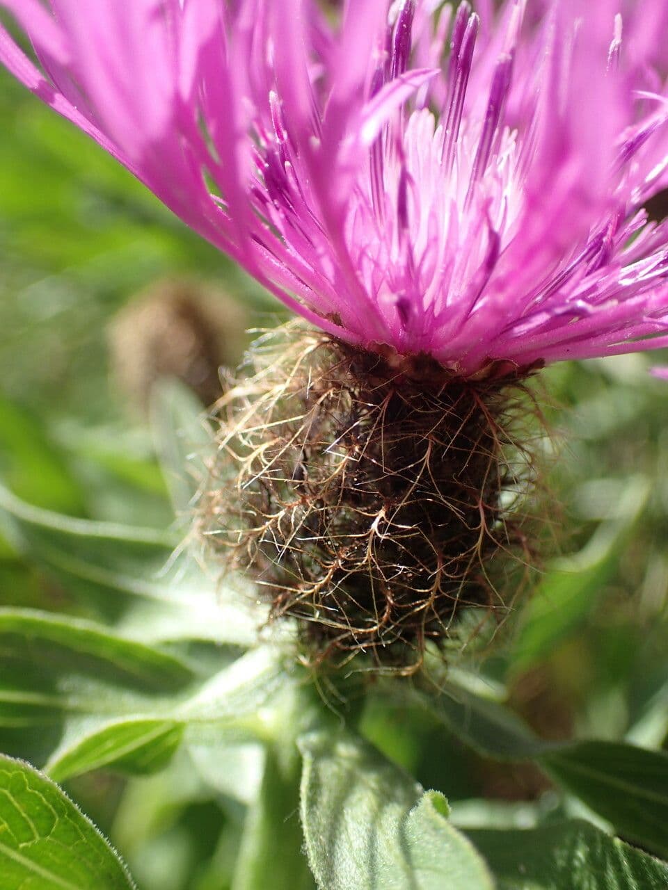 Einköpfige Flockenblume 6