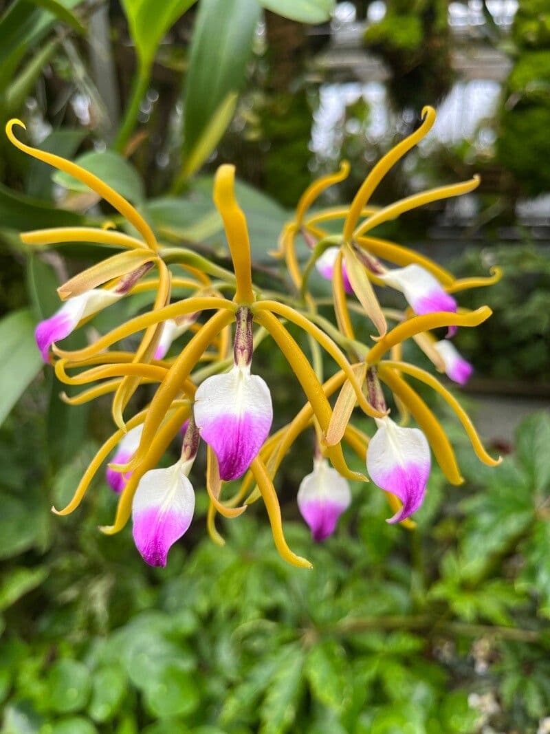 Orchidea Brassavola
