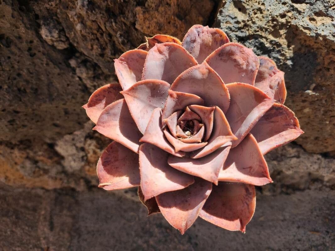 Aeonium 12