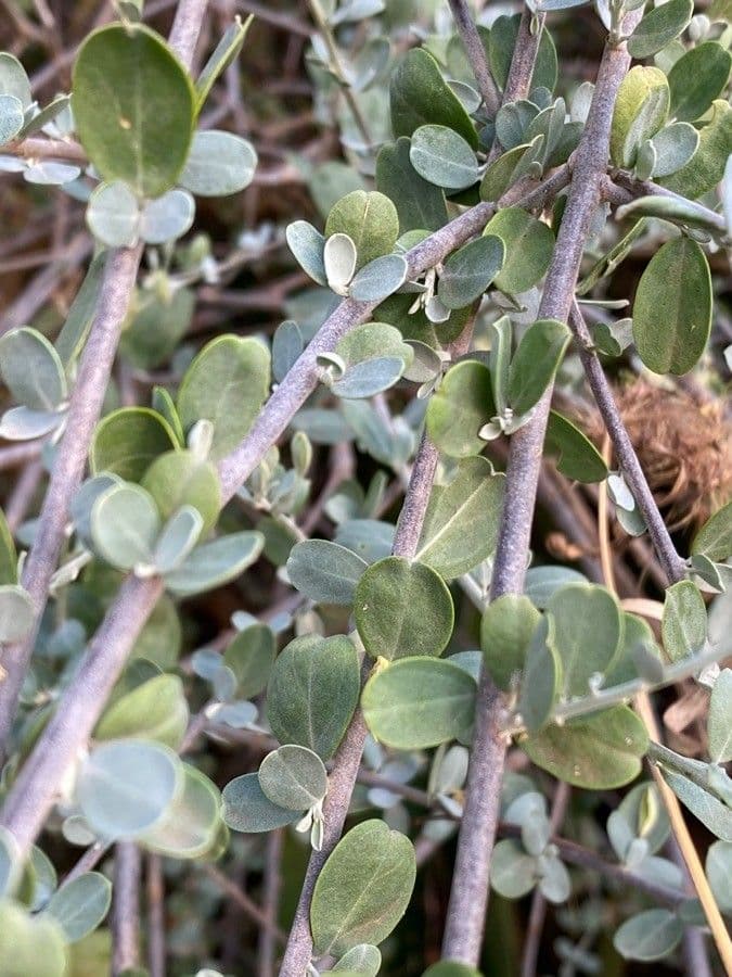 Cadaba farinosa 10