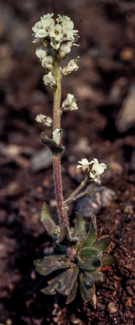 Draba incana 4