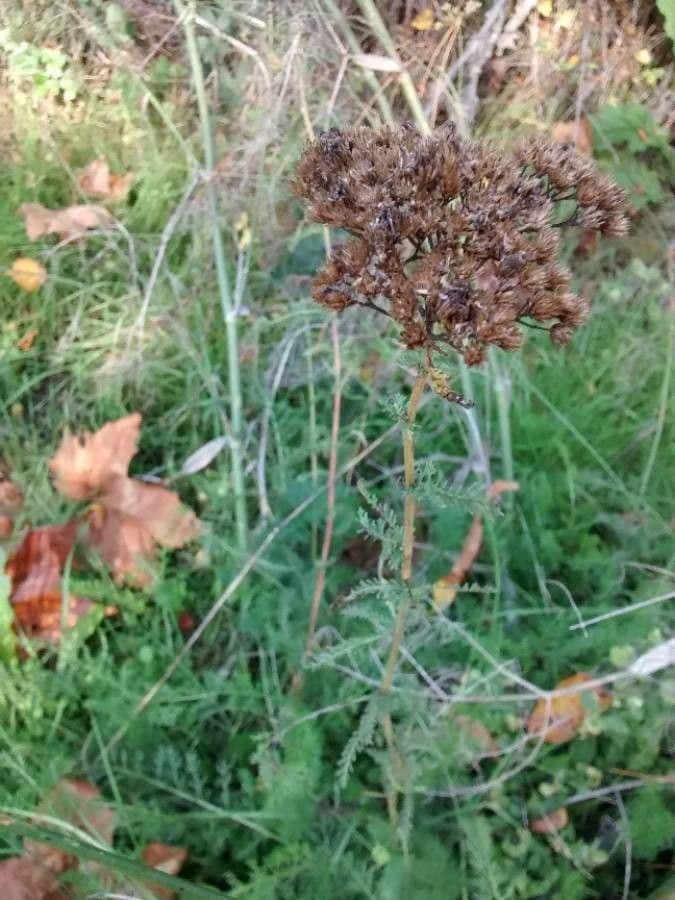 Achillée millefeuille 4