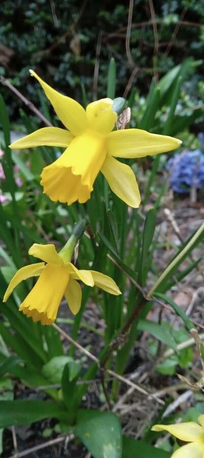Narciso ciclamino 9