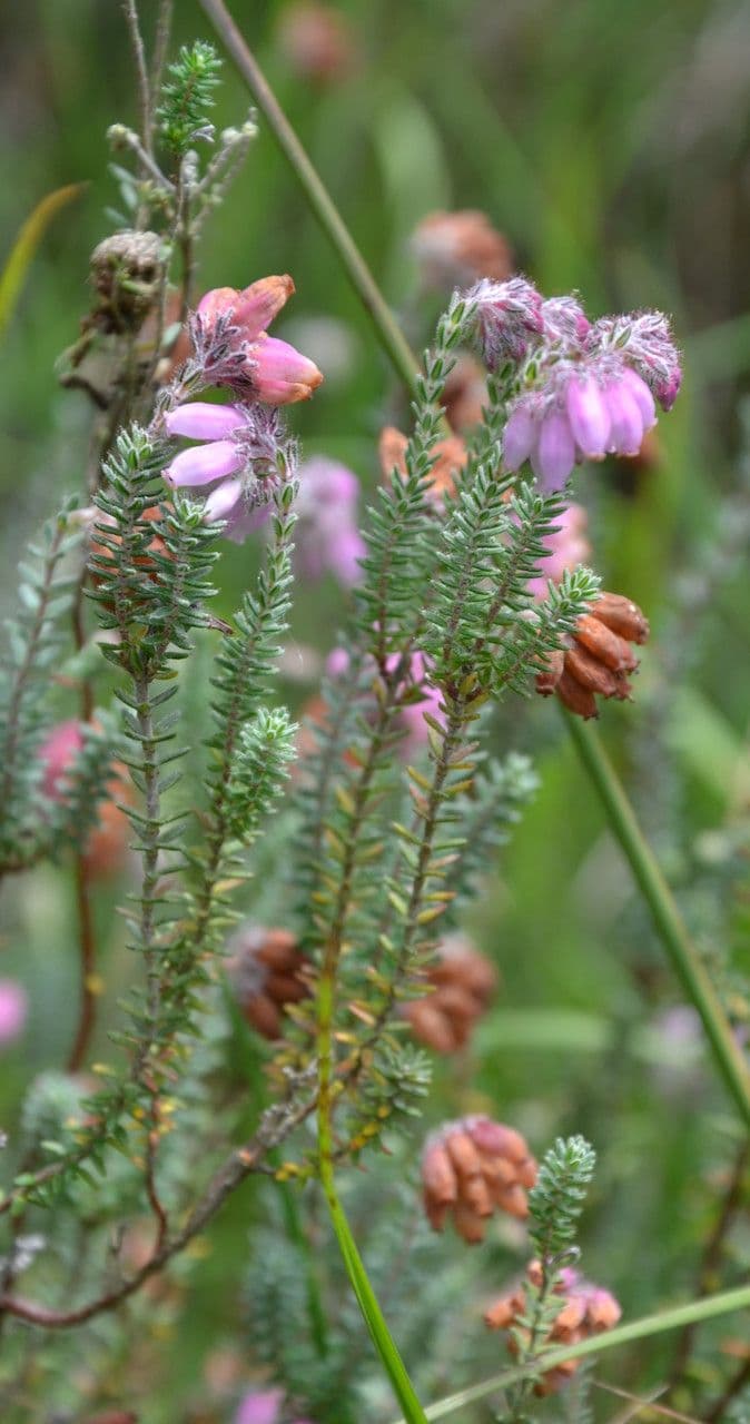 Glocken-Heide 10