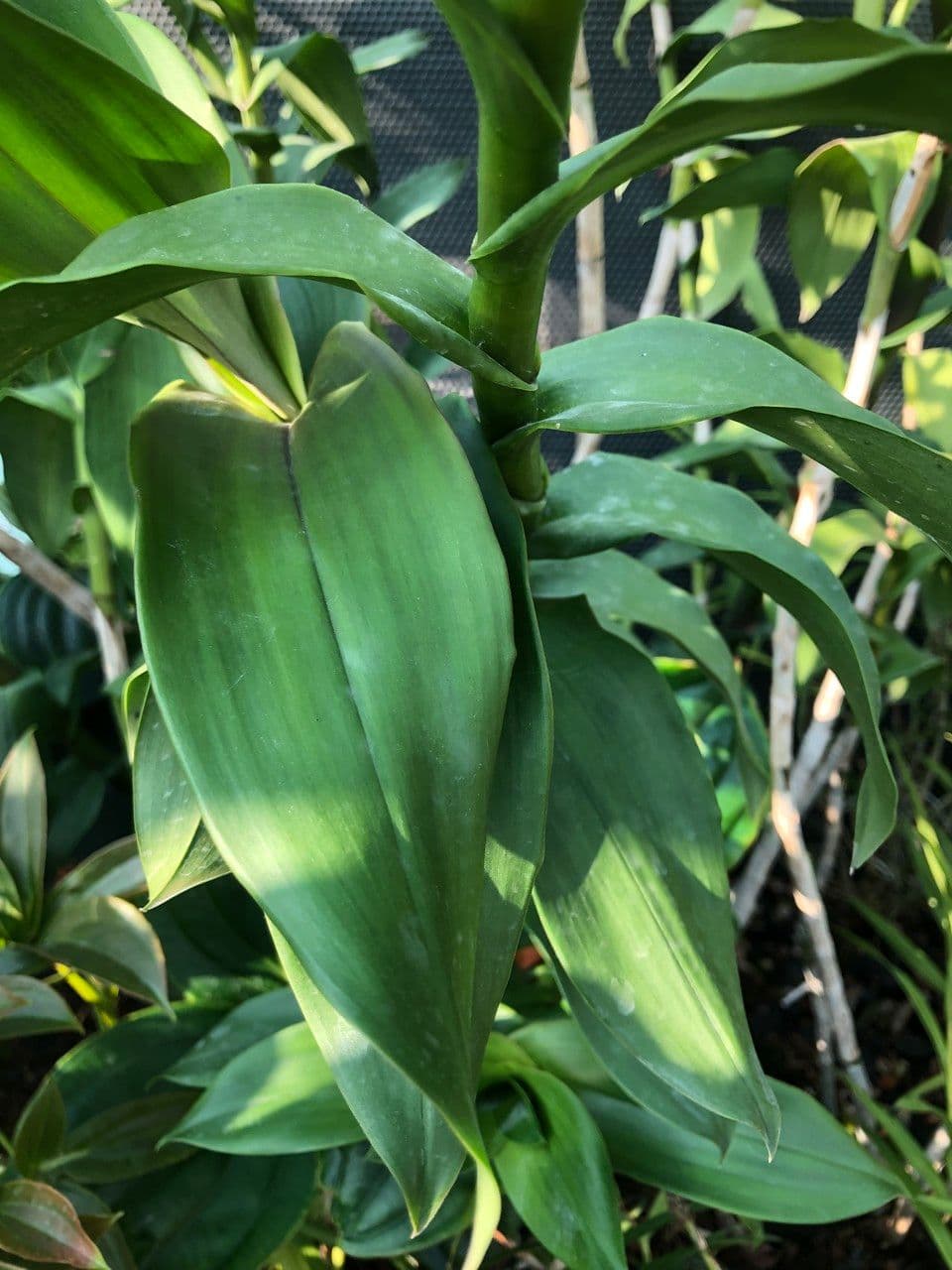 Epidendrum z Atacazo