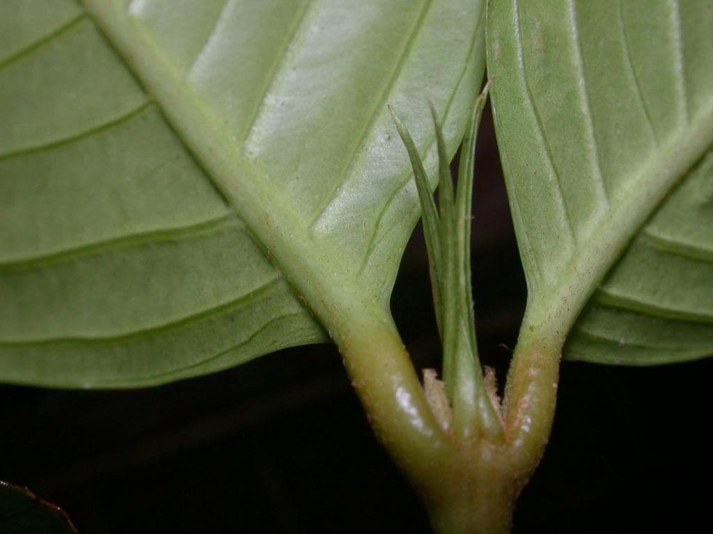 Quiina macrophylla 15