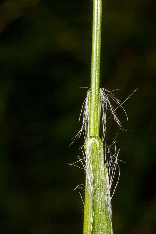Erba lucciola comune 23
