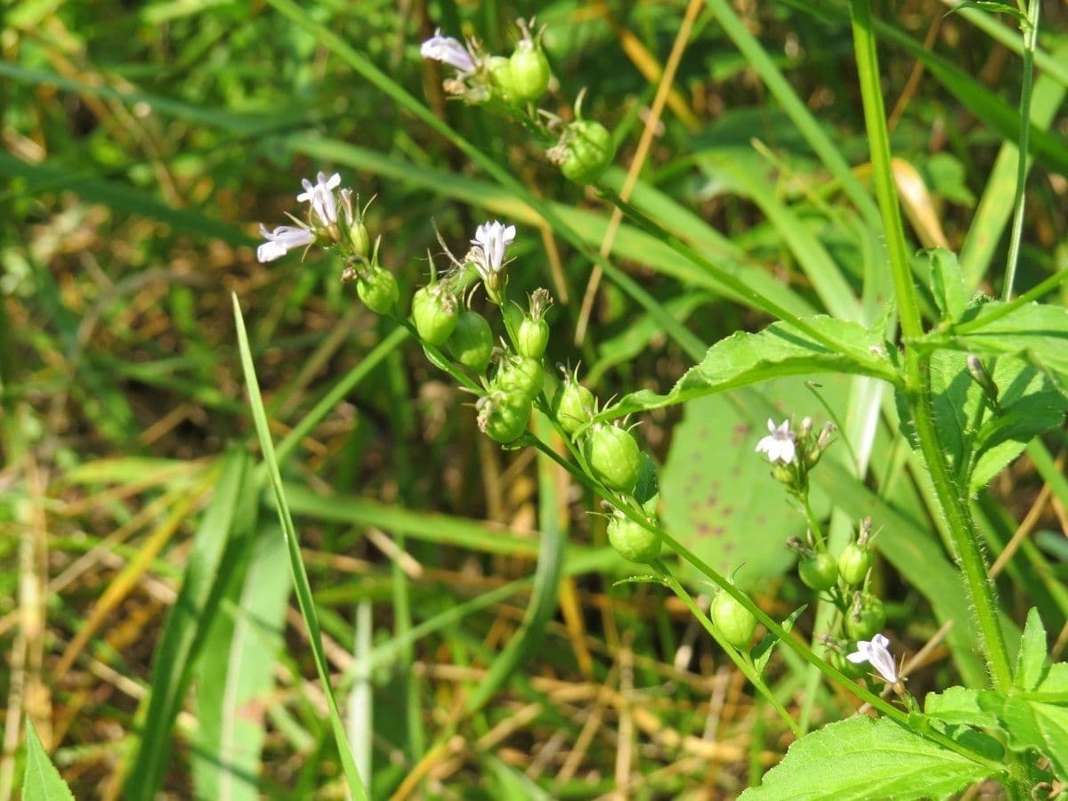 Lobelia