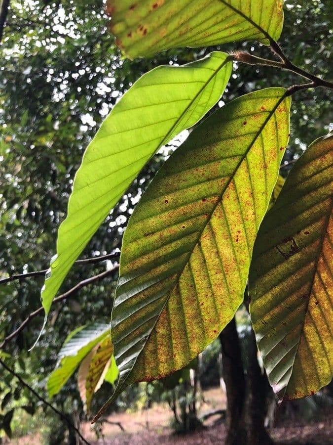 Dipterocarpus 3