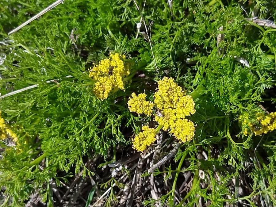 Lomatium 6
