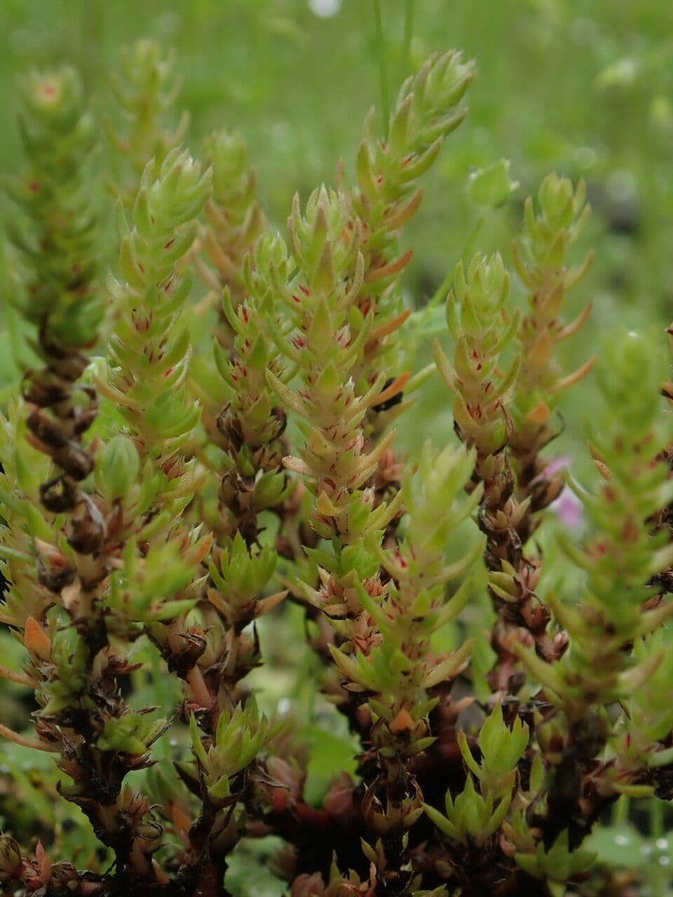 Crassula 6
