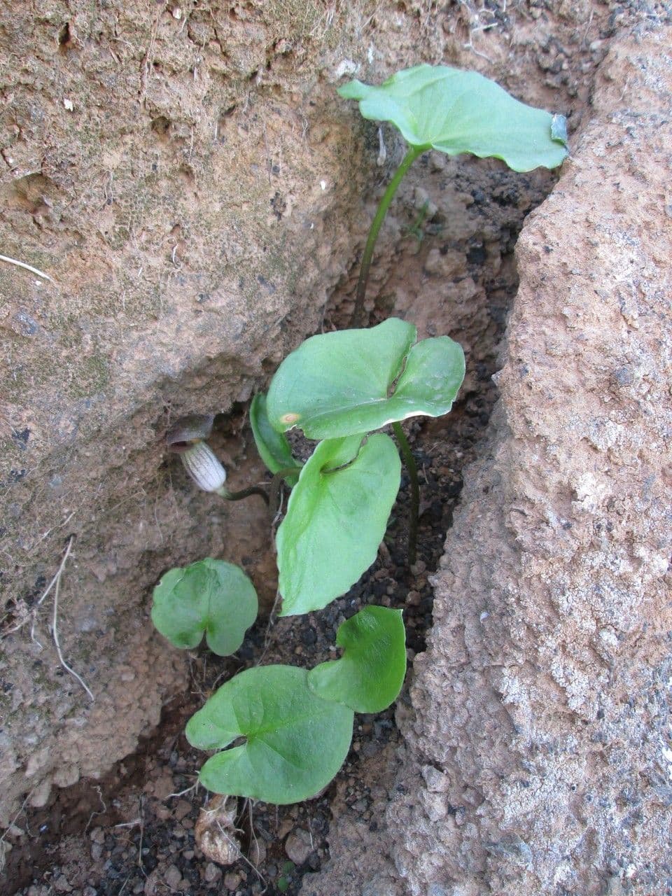 Arisarum 13