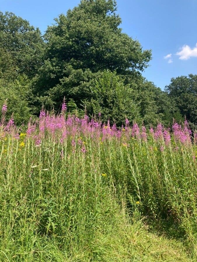 Schmalblättriges Weidenröschen 15