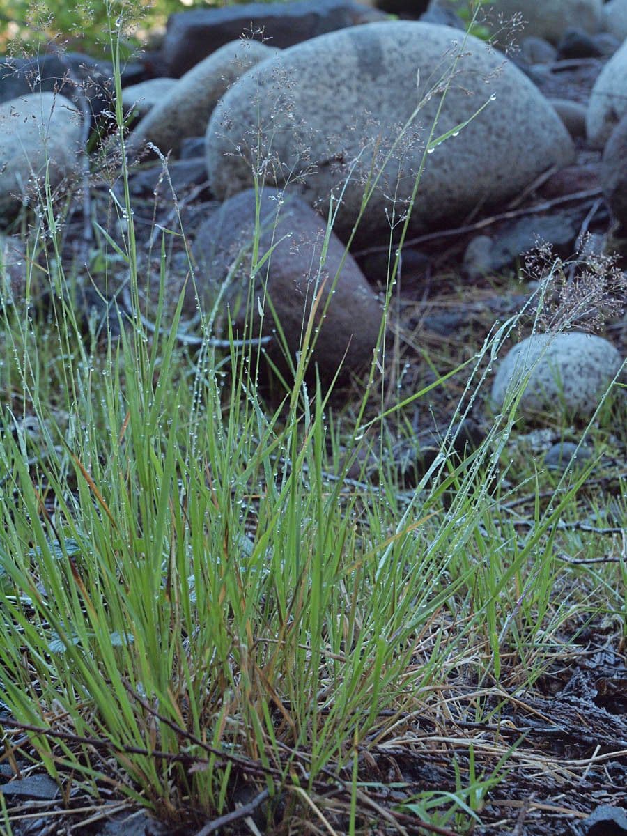 Agrostis exarata 7